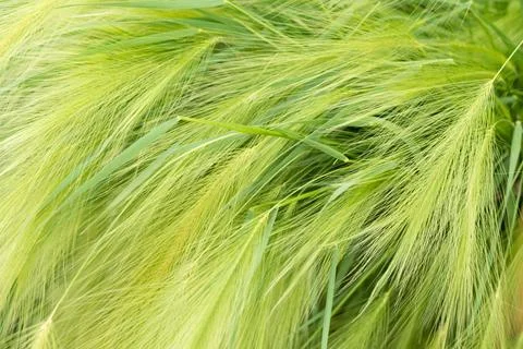 Green ears close up swaying in the wind Stock Photos
