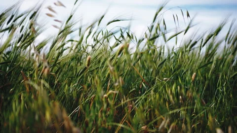 Green ears of corn blowing in the wind Stock Footage 242339693