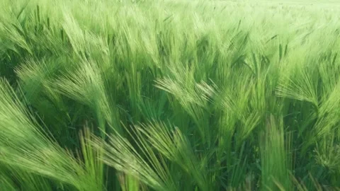 Green ears of corn on field are swaying in wind Video stock 313884397