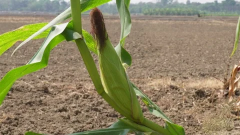 Green ears of corn Video stock 333989849