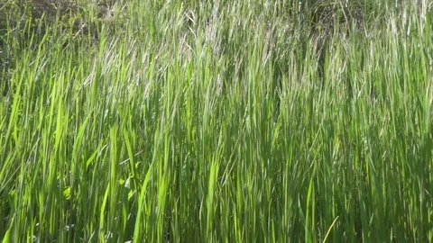 Green Ears of Corn in the Meadow Moving with the Wind Stock Footage 108124577