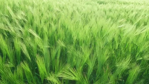 Green ears of on field swaying in wind Stock-Footage 310798022