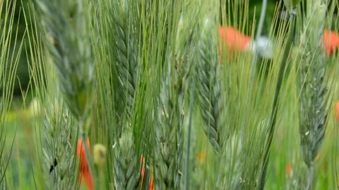 Green ears of grain swaying in the wind Stock Footage 136672470