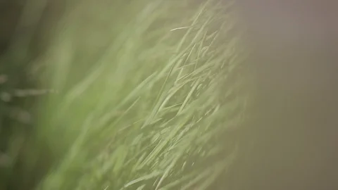 Green ears of grass swaying in the wind in the sunny field Vídeo Stock 93841962