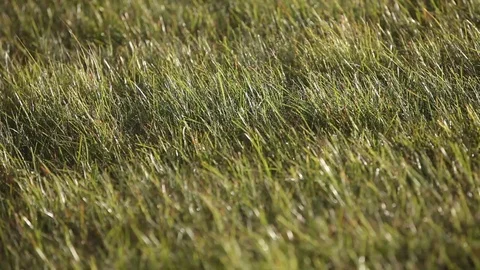 Green ears of grass swaying in the wind in the sunny field Stock Footage 93842399