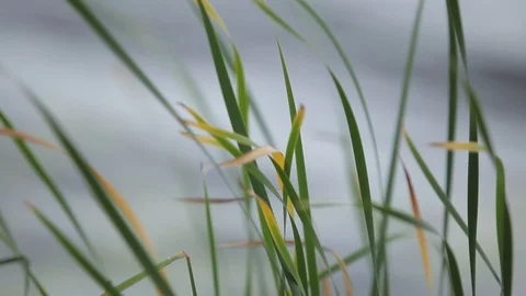 Green ears of grass swaying in the wind in the sunny field Vídeo Stock 95044818