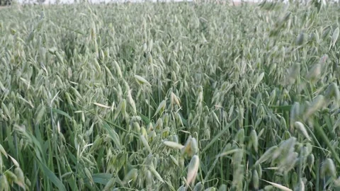 Green ears of oats on the field Stock Footage 210198782