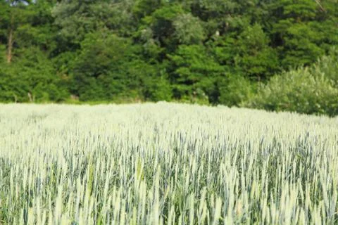 Green ears Stock Photos