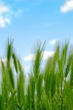 Green ears Stock Photos