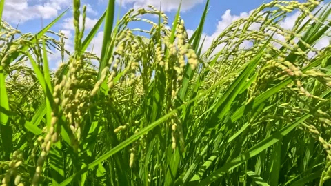 Green ears of rice blowing in the wind Stock Footage 248746883