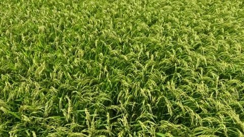 Green ears of rice blowing in the wind, part 2 Stock Footage 248747062
