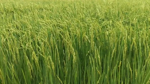 Green ears in the rice fields close up plants swaying Stock Footage 313743023