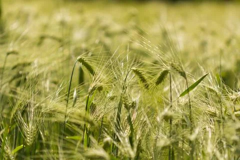Green ears of rye bread field Stock Photos