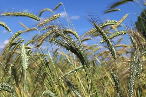 Green ears of rye close-up on a background of blue sky Stock Photos