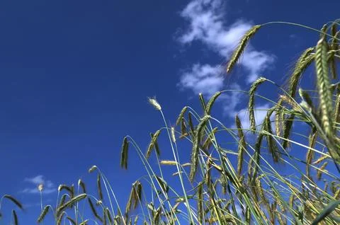 Green ears of rye close-up on a background of blue sky Stock Photos