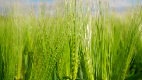 Green ears of rye on the field close up. Cultivation of rye. 4k footage. Stock Footage 275346842