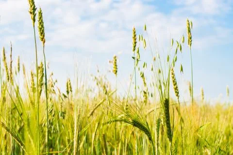 Green ears of rye growing in the field. Close-up. Stock Photos