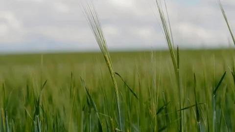 Green ears of rye sway in the wind. The growing green wheat field. Stock-Footage 120603413