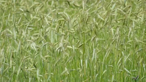 Green ears of the rye sway in the wind on a sunny day. Stock Footage 136902263