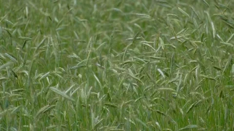 Green ears of the rye sway in the wind on a sunny day. Видео 136902448