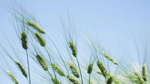 Green ears of rye waving in the wind Stock Footage 218431054