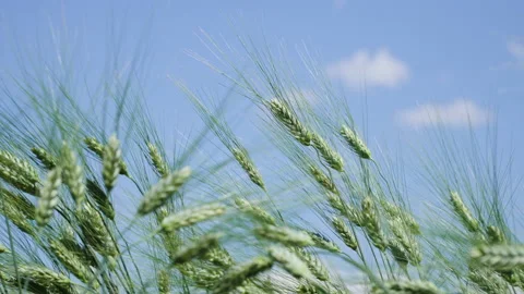 Green ears of rye waving in the wind Stock Footage 218431278