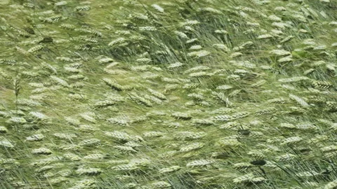 Green ears of rye waving in the wind Stock Footage 218435837