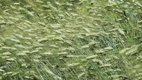 Green ears of rye waving in the wind Stock Footage 218436116