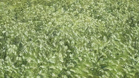Green ears of rye waving in the wind Stock Footage 218451515