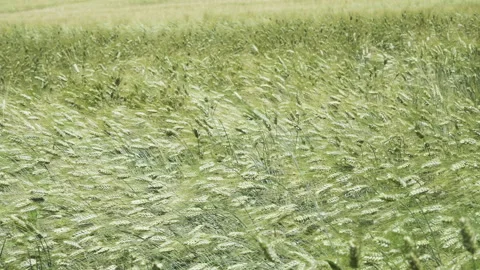 Green ears of rye waving in the wind Stock Footage 218451633