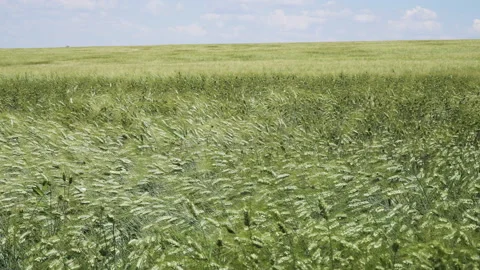 Green ears of rye waving in the wind Stock Footage 218451848