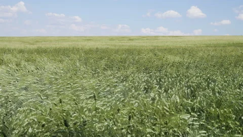Green ears of rye waving in the wind Stock Footage 218452061