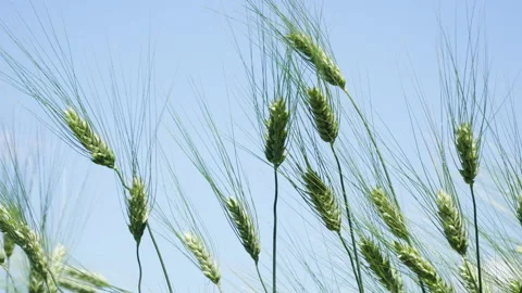 Green ears of rye waving in the wind Stock Footage 218452263