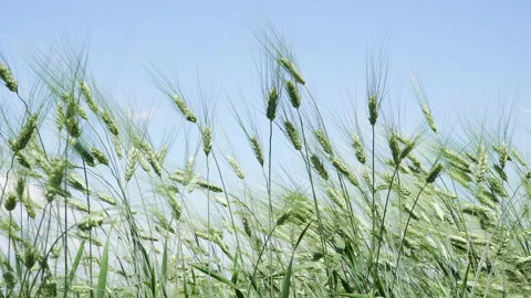 Green ears of rye waving in the wind Stock Footage 218452453