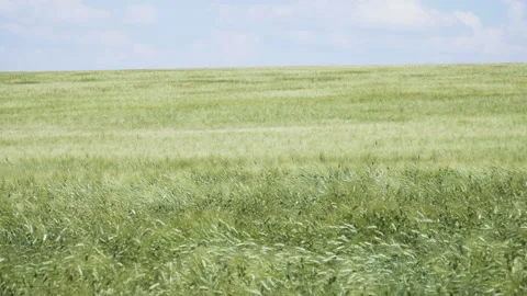 Green ears of rye waving in the wind Stock Footage 218452726