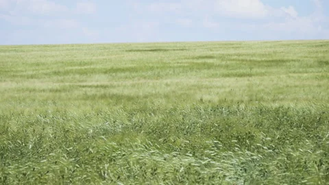 Green ears of rye waving in the wind Stock Footage 218452914