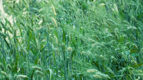 Green ears of rye waving in the wind Stock Footage 218453120