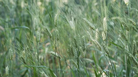 Green ears of rye waving in the wind Stock Footage 218453480