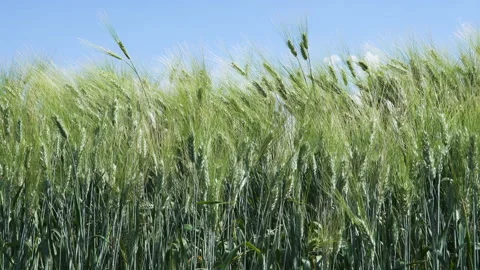 Green ears of rye waving in the wind Stock Footage 218453927