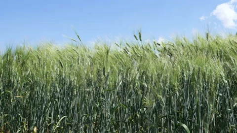 Green ears of rye waving in the wind Stock Footage 218454136