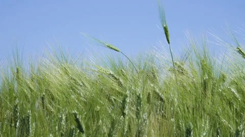 Green ears of rye waving in the wind Stock Footage 218454311