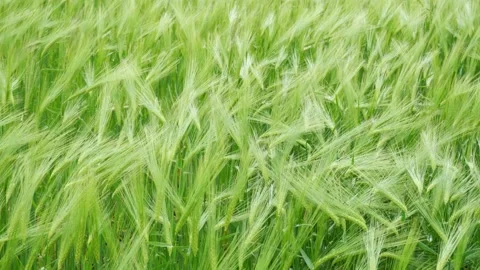 Green ears of rye wheat sway from the light wind. Stock Footage 130618733