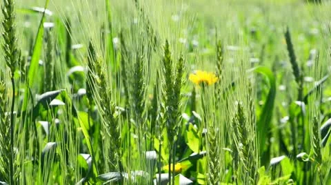Green ears in the sun beams Stock Footage 21931945