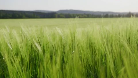 Green ears of wheat are earing in a large field on a summer day. Agriculture Stock Footage 201064721