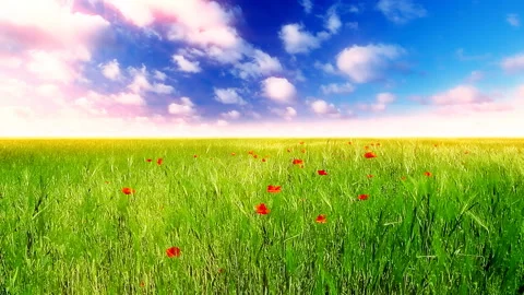 Green ears of wheat on a background cloudy sky Stock Footage 132888329