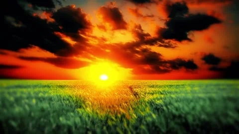 Green ears of wheat on a background cloudy sky Stock Footage 182360888