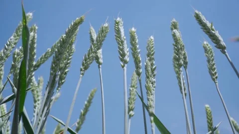 Green ears of wheat on the background of the sky close up Stock Footage 154659836