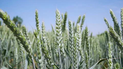 Green ears of wheat on the background of the sky close up Stock Footage 154659868