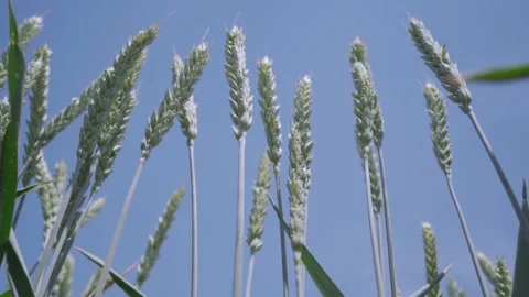 Green ears of wheat on the background of the sky close up Stock Footage 155101931