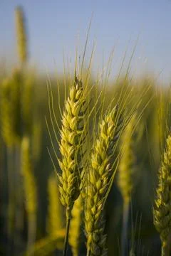 Green ears of wheat. Blurred background. Stock Photos
